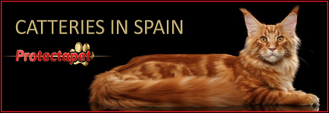 A ginger cat sitting proud offering information on Catteries in Spain.